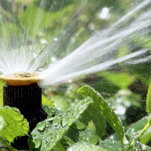 Photo of Delta Pest Control & Lawn Service