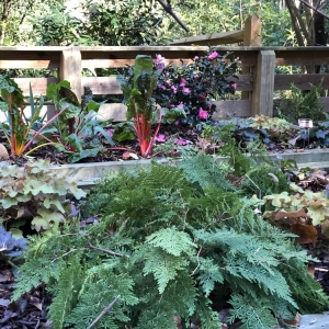 Photo of Barefoot Garden Design