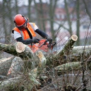 Photo of Accent Landscape Management