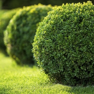 Photo of Accent Landscape Management