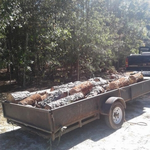 Photo of Gabus Tree Service