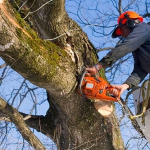 Photo of Gabus Tree Service