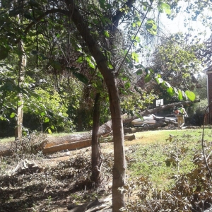 Photo of Gabus Tree Service