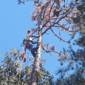 Photo of Gabus Tree Service
