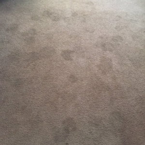Photo of Huy's Steam Carpet