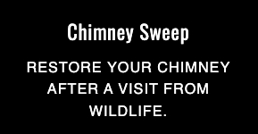 Photo of Batman Wildlife and Chimney Sweep