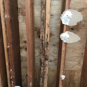 Photo of Max Restoration