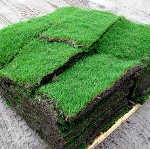 Photo of Western Grass