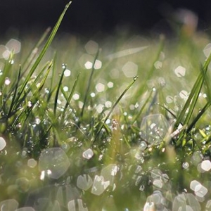 Photo of Florida Coastal Irrigation & Landscape