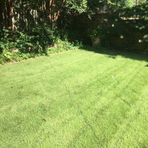 Photo of Details Lawn Care