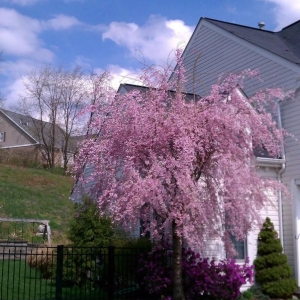 Photo of 4-Seasons Landscape