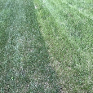 Mooresville DalaCasa Landscape Management