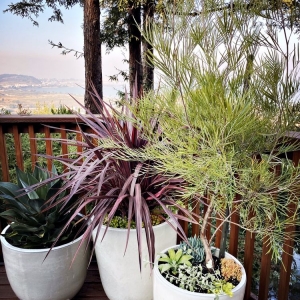 Photo of Forevergreen Landscape