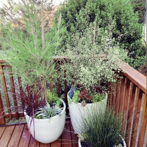 Photo of Forevergreen Landscape