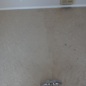Photo of The Carpet Medic