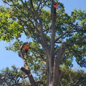 Photo of Rudy's Tree Service
