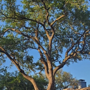 Photo of Rudy's Tree Service