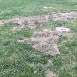Photo of Minchey's landscaping & design center