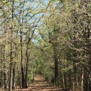 Photo of Lone Star Land Enhancement