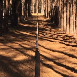 Photo of Lone Star Land Enhancement