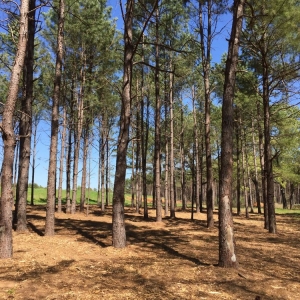 Photo of Lone Star Land Enhancement
