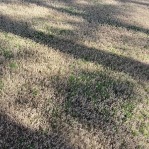 Photo of Nature's Turf