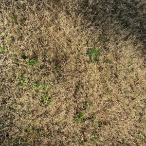 Photo of Nature's Turf