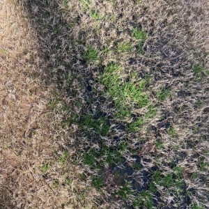 Photo of Nature's Turf