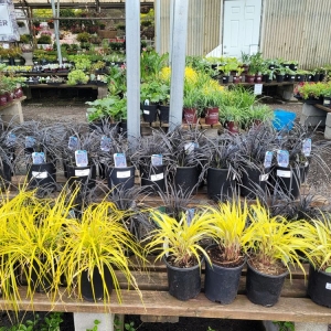 Photo of Dennis' 7 Dees Garden Center