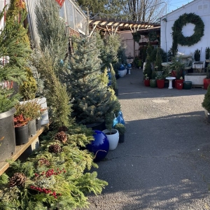 Photo of Dennis' 7 Dees Garden Center