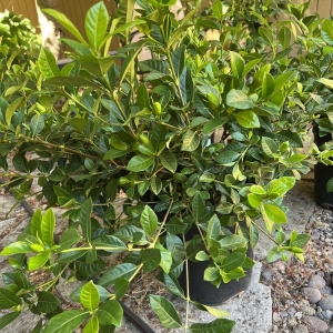Photo of Dennis' 7 Dees Garden Center
