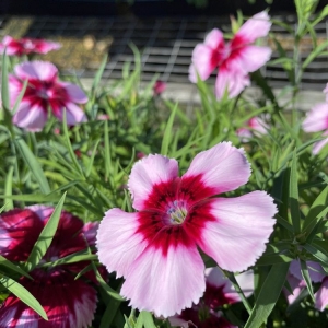 Photo of London Bridge Greenhouses & Nursery