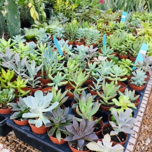Photo of London Bridge Greenhouses & Nursery