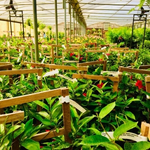 Photo of London Bridge Greenhouses & Nursery