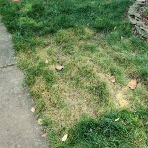 Photo of Simple Stump
