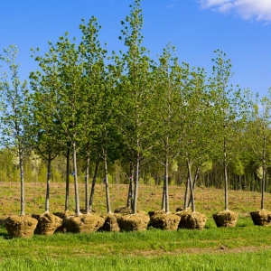 Photo of Green Tree