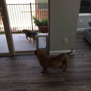 Photo of Pet Independence