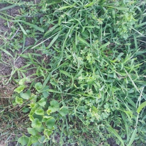 Photo of NexGreen