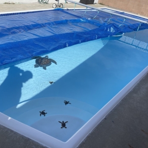 Photo of Pool Surfacing 2000
