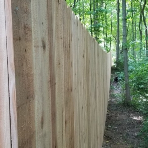 Springfield Buds Fencing