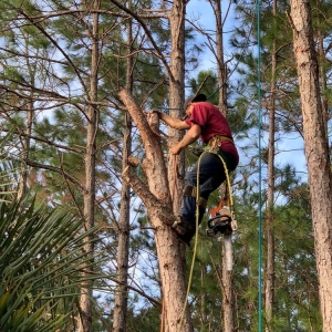 Photo of Show Me Tree Service