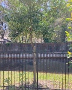 Photo of Show Me Tree Service