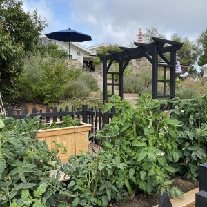 Photo of Custom Raised Gardens