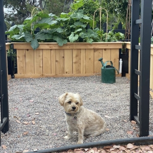 Photo of Custom Raised Gardens