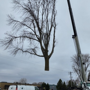 Photo of Perfect Landscape Tree & Services