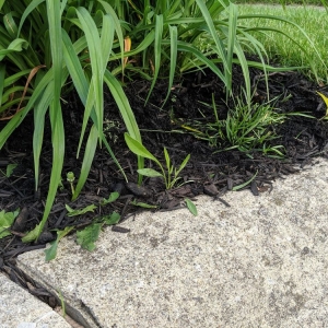 Photo of E & L Lawn Care