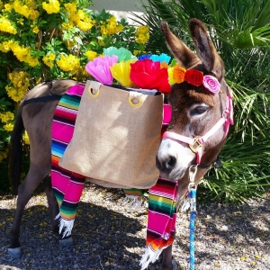 Photo of AZ Party Burros