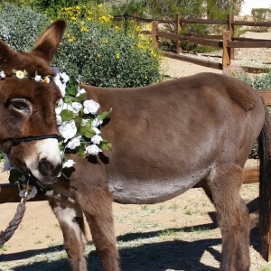 Photo of AZ Party Burros