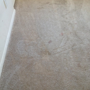 Photo of Big Bird Carpet Cleaning