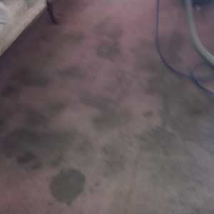 Photo of D-Lux Carpet Cleaning